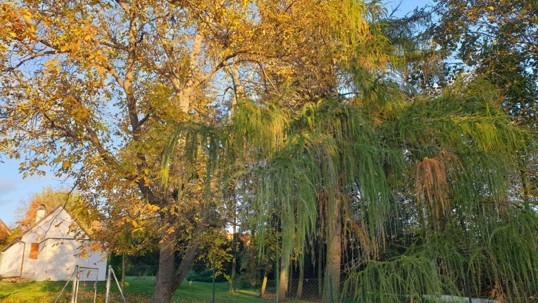 Garden, &copy; Fam. Schmid