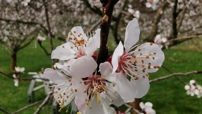 Close-up of a blossoming apricot branch with white flowers against a blurred background.
