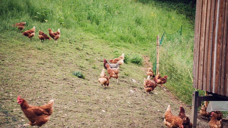 Organic farm Unterkirchen, &copy; Familie Hirner
