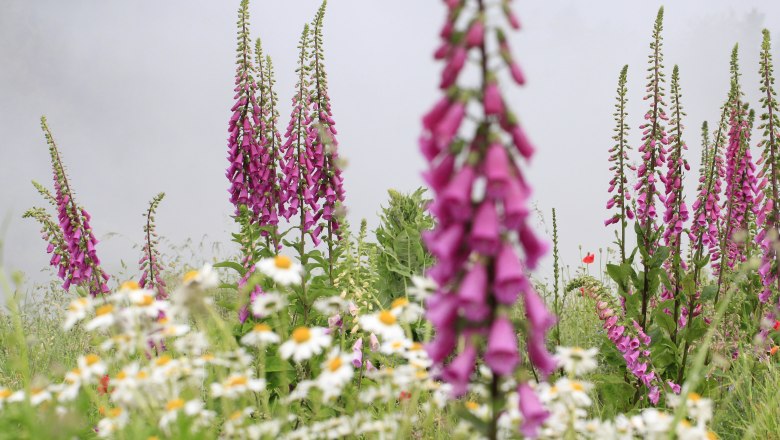 Flower meadow with pink foxgloves and white daisies.