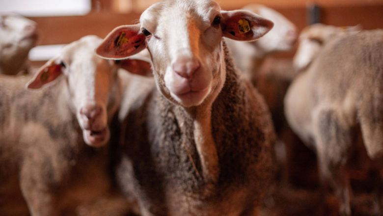 Organic farm Österreicher, © Bio Bauernhof Österreicher