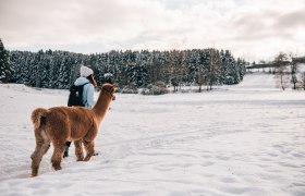 Alpaca hiking, Waldviertel, © Waldviertel Tourismus/sommertage.com