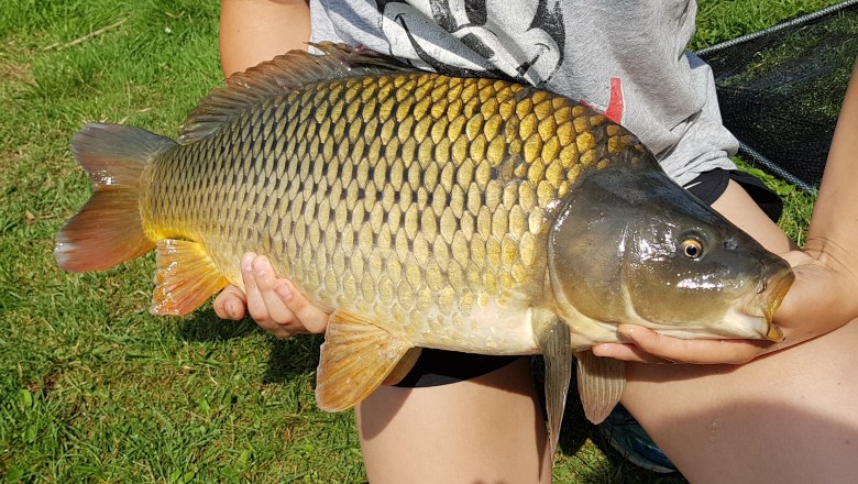 Person holds a large carp in their hands.