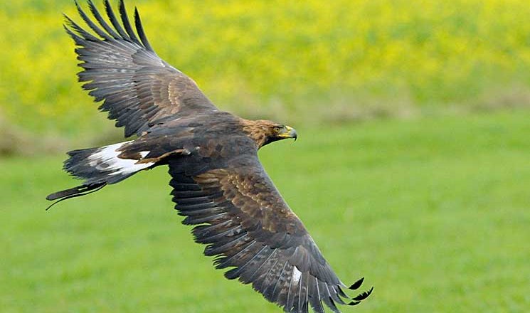 Birds of prey in flight, © Greifvogelzentrum