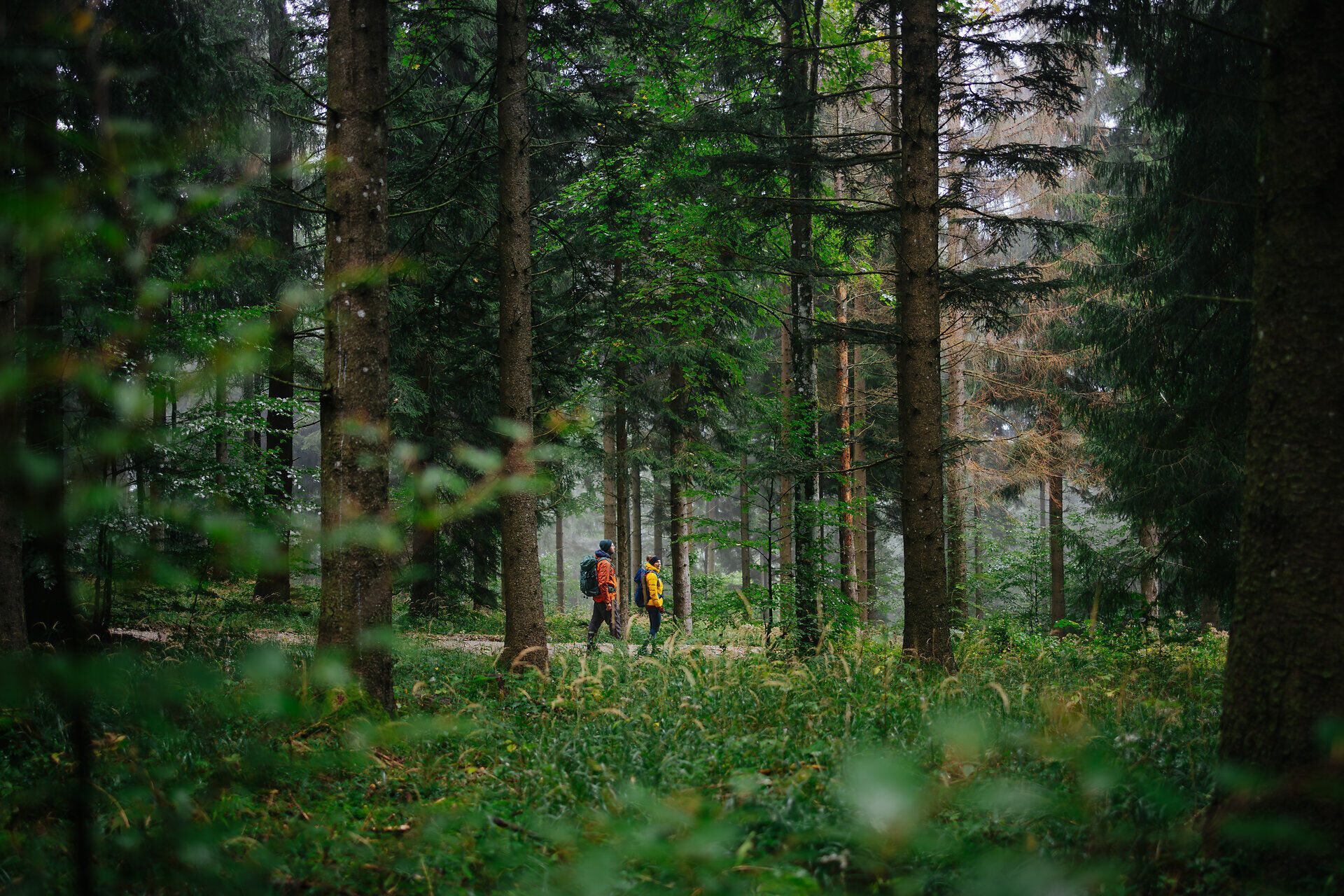 Two hikers in colorful jackets walk through a lush forest whose dense vegetation and tall trees create an atmosphere of closeness to nature and tranquility.