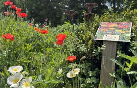 Blooming garden with red and white poppies, sign with the inscription 'Iceland poppy'.