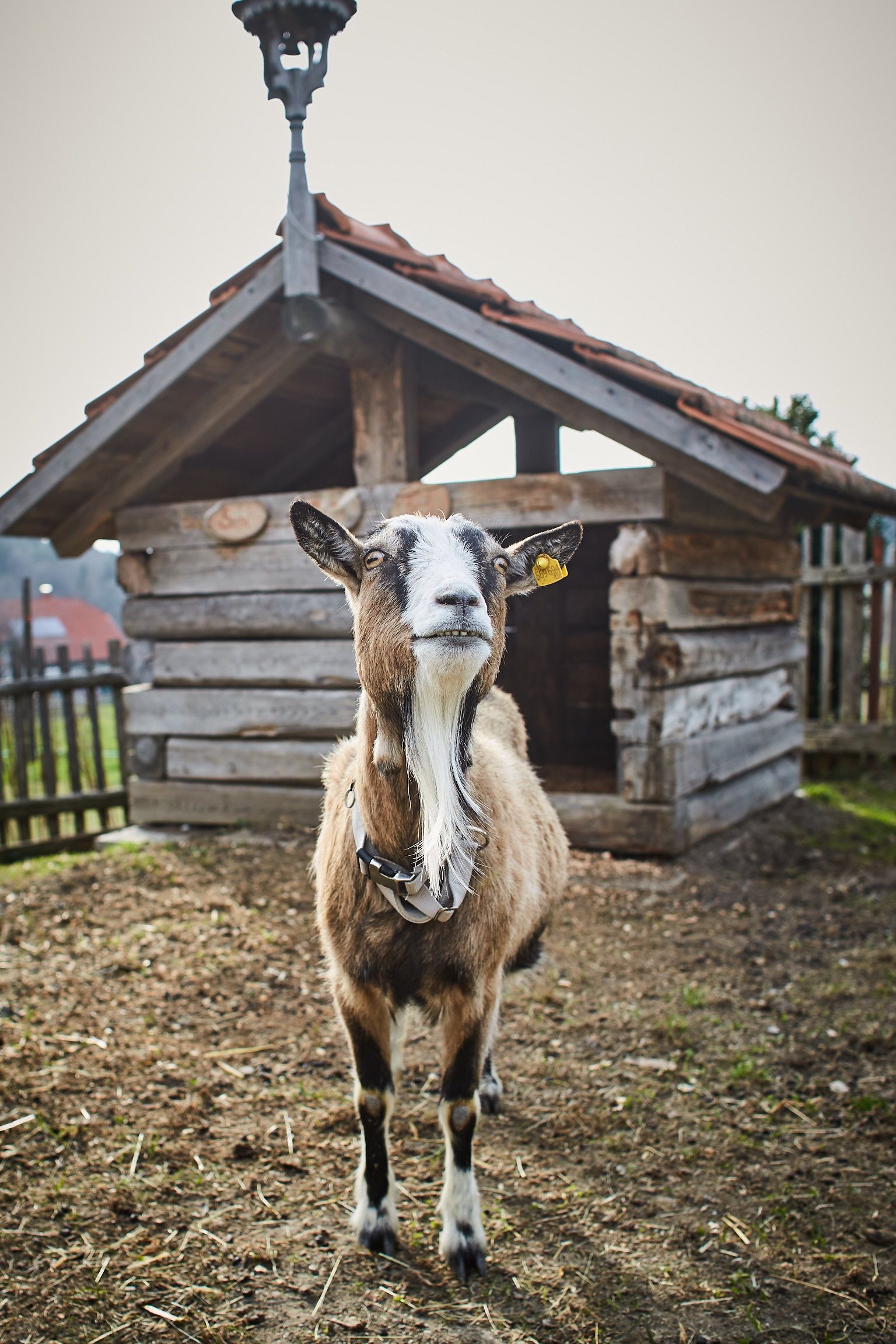 A goat stands in front of a small wooden stable on a farm.