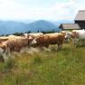 Cows on the Reisalpe, © Helga Zöchling/Reisalpe