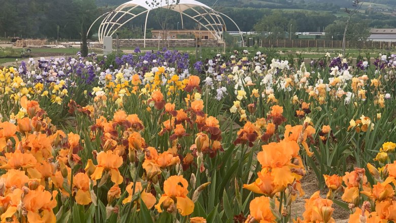 irisphoto, © Oberleitner Gartenkultur