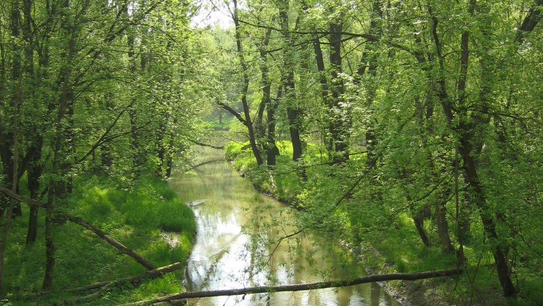 A calm river flows through a green forest with tall trees.