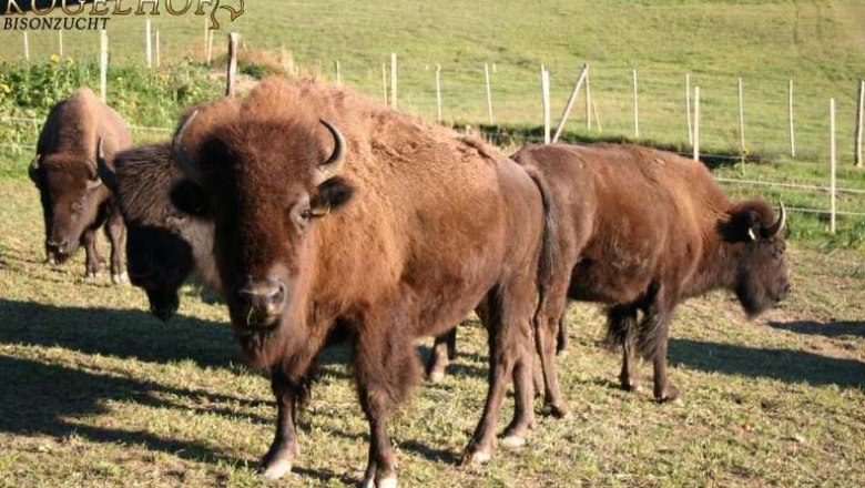 A group of bison in a pasture with a green background and a fence.