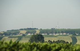 Landscape with vineyards, wine cellar lane and wind turbines in the background.