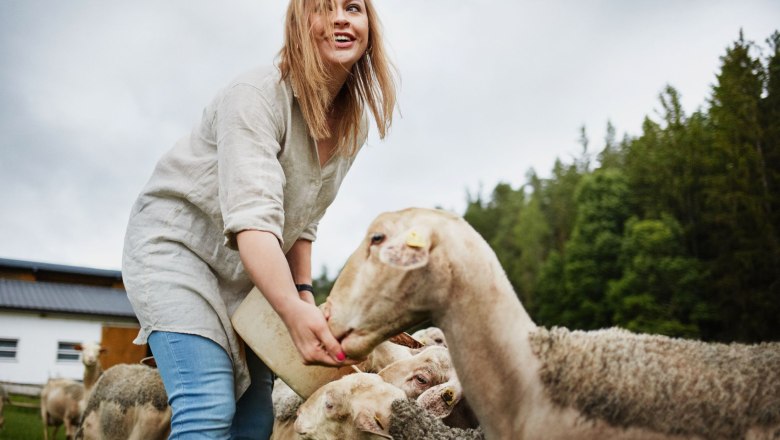 A woman feeds sheep in a meadow in front of a forest.