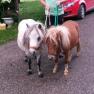 Ponies Riki and Fritzi, &copy; Fam. Himmelmayer
