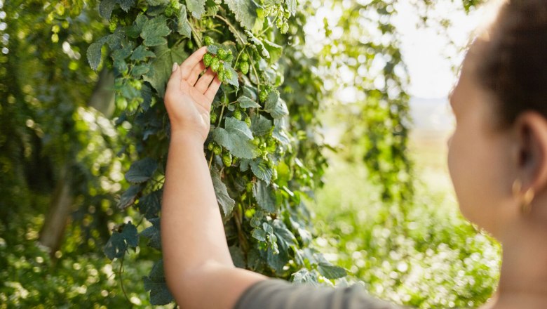 A person looks at hop plants in a hop garden.