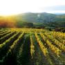 Vineyards at sunset with the village in the background.