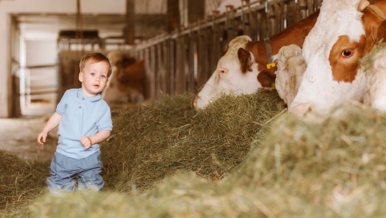 A small child stands in a barn next to cows eating hay.