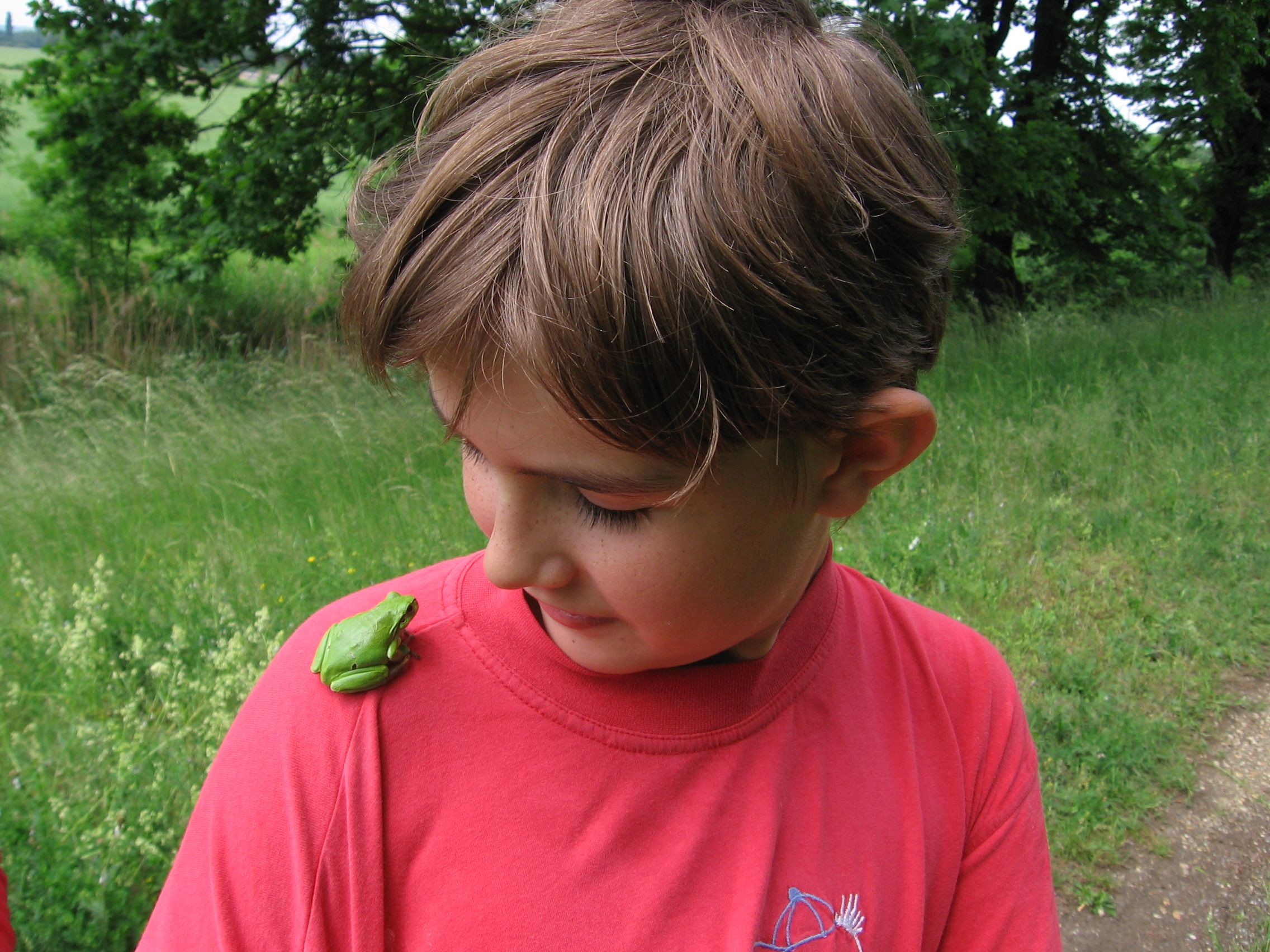 A boy in a red T-shirt looks at a green frog on his shoulder. A green meadow can be seen in the background.