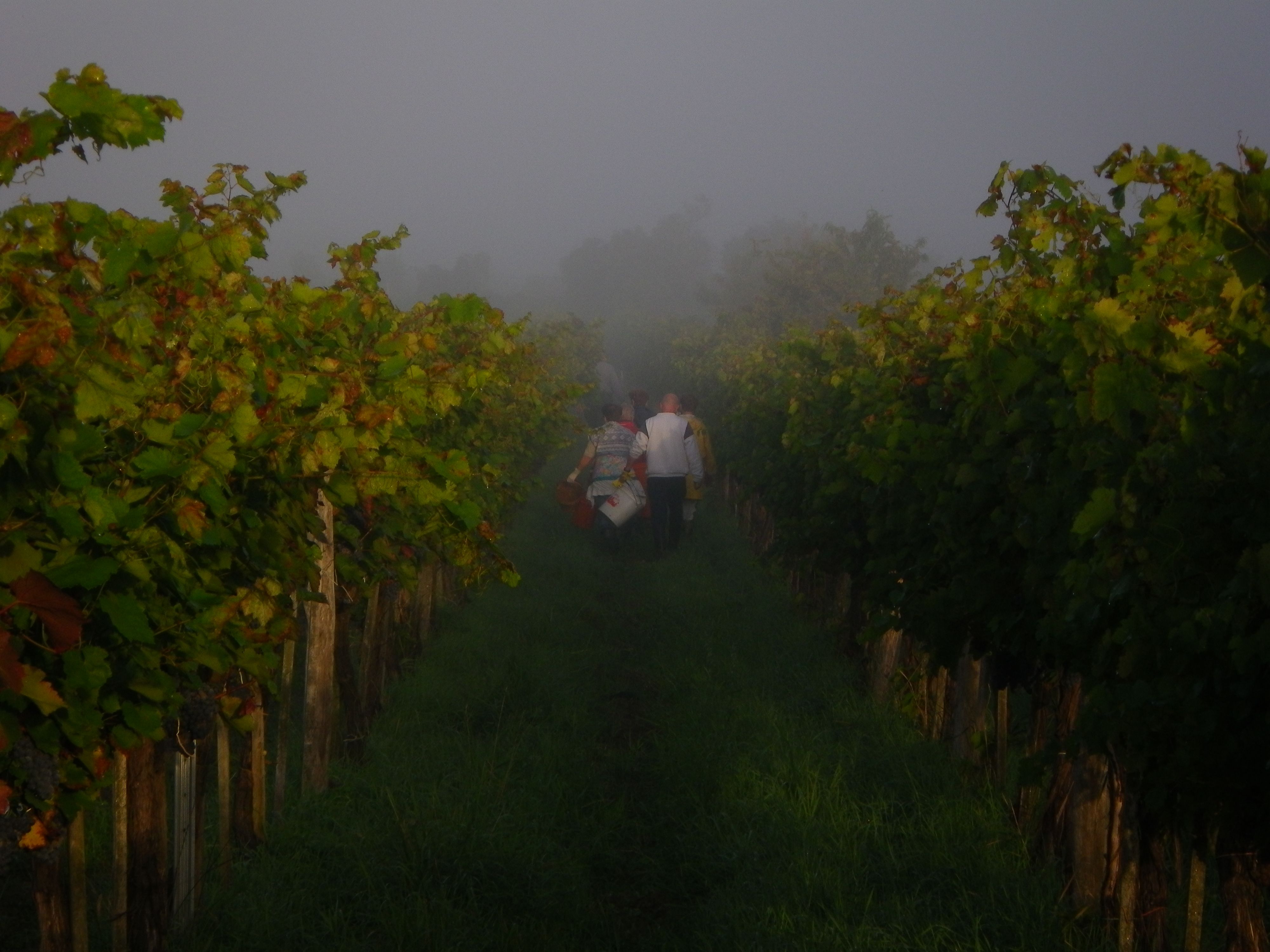 People harvesting grapes in a foggy vineyard.