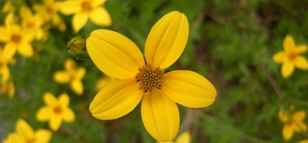 Close-up of a yellow flower with five petals against a blurred background.