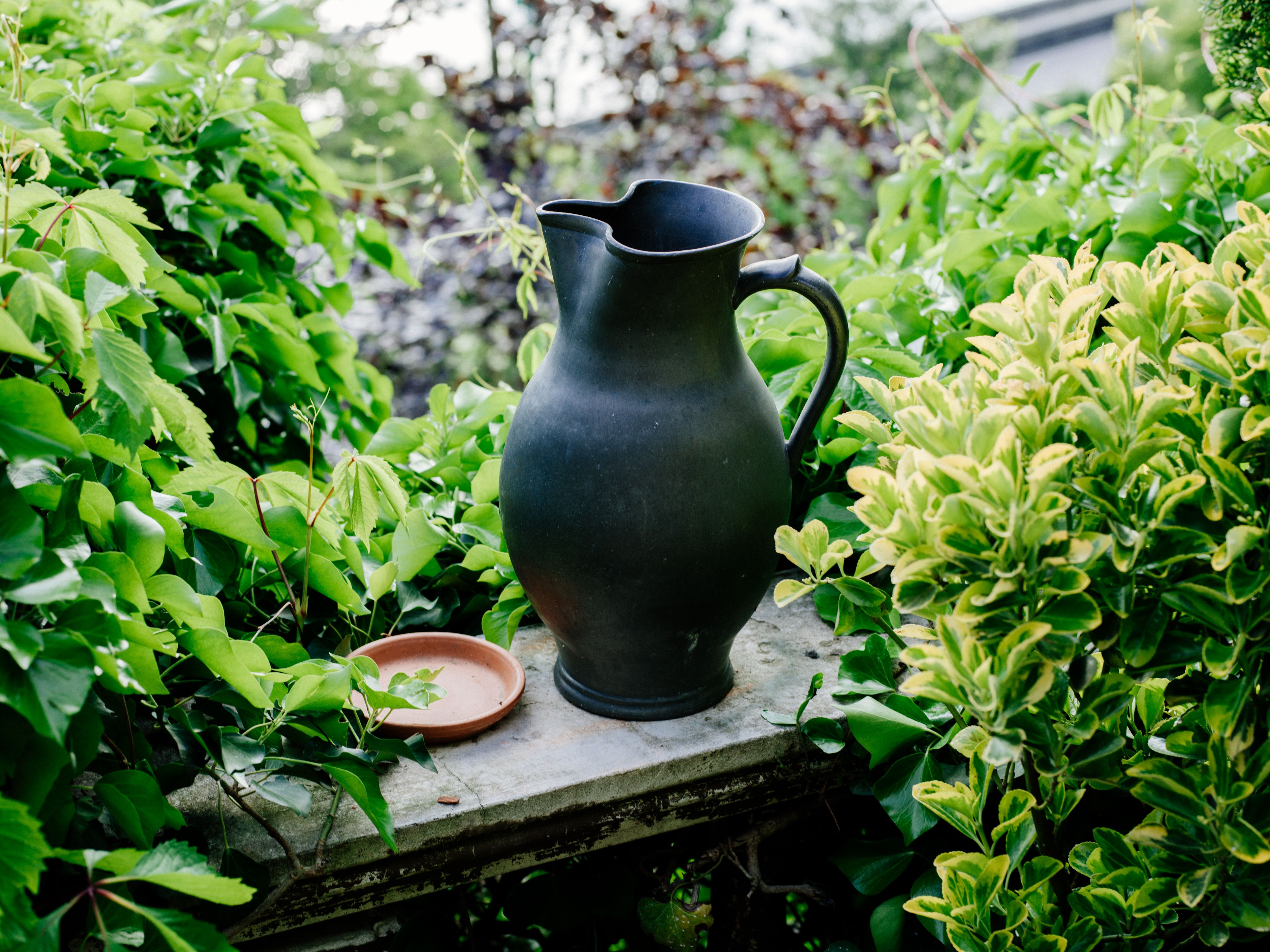 A black jug stands on a stone surrounded by green plants.