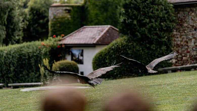 Lower Austrian Falconry and Birds of Prey Center, © Waldviertel Tourismus, Matthias Streibel