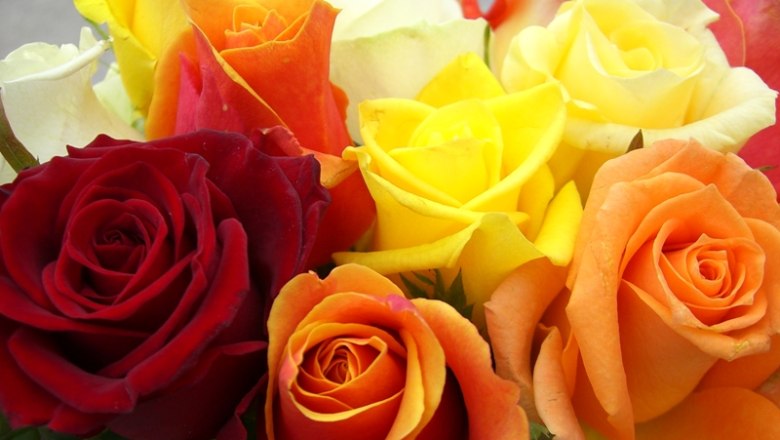 Zoubek Colorful roses, © Zoubek Blumen