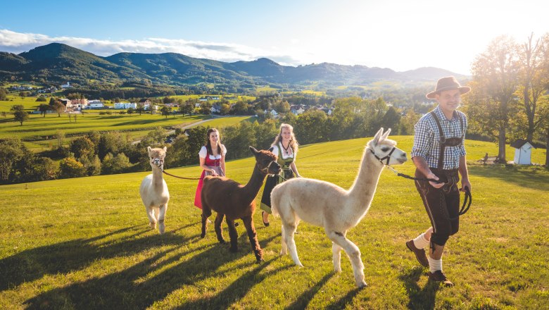 Alpaca hike with a view of the Texingtal valley, © auftragsfoto.at Stefan Sappert