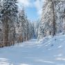 Snow-covered forest landscape with a cross-country ski trail in the middle.