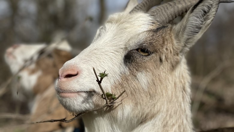 Close-up of a goat with a twig in its mouth, blurred background with trees.