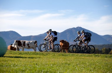 MTB in the Vienna Alps, © mountainbikeguides.com