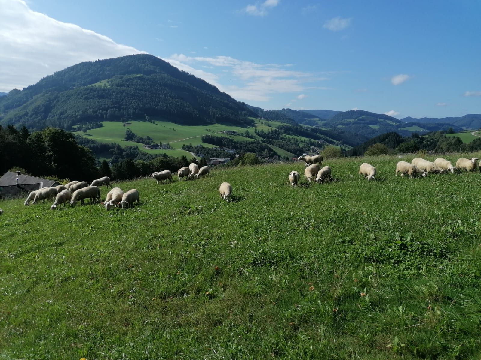 Organic sheep mountain family Oismüller
