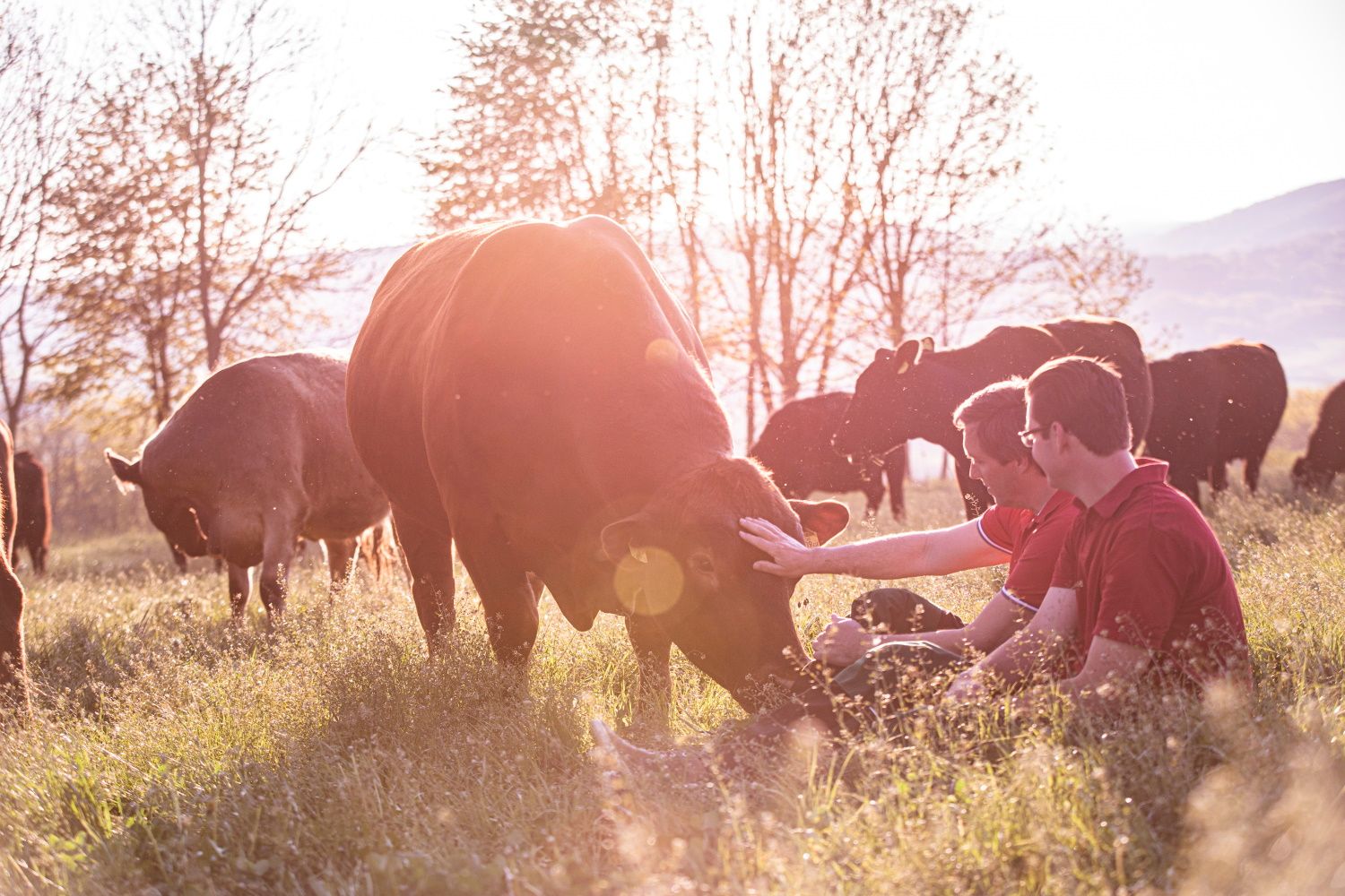 Two people sit in a meadow and stroke a cow, surrounded by other cows at sunset.