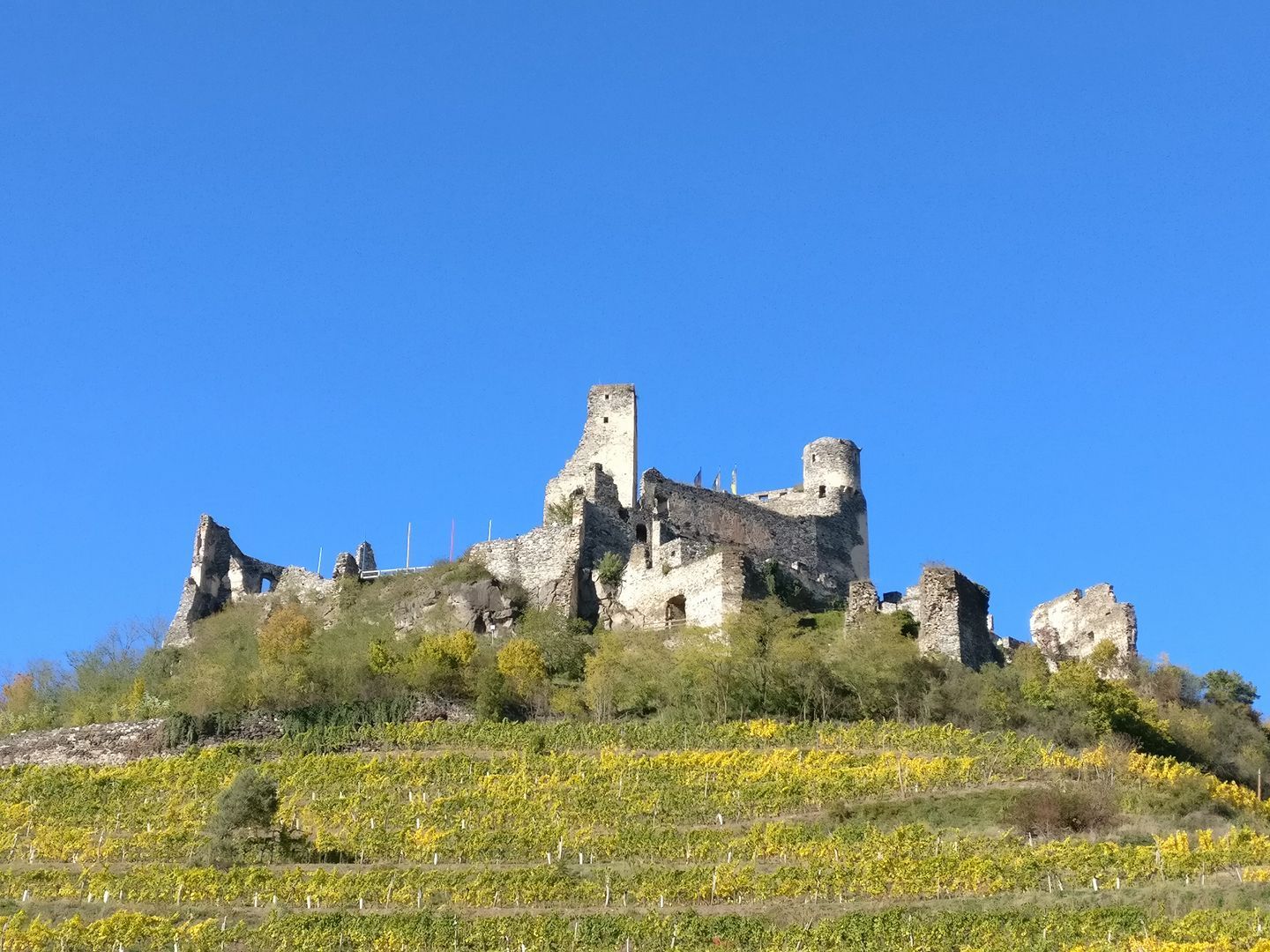 Ruins of Senftenberg Castle on a hill with vines in the foreground and a blue sky in the background.
