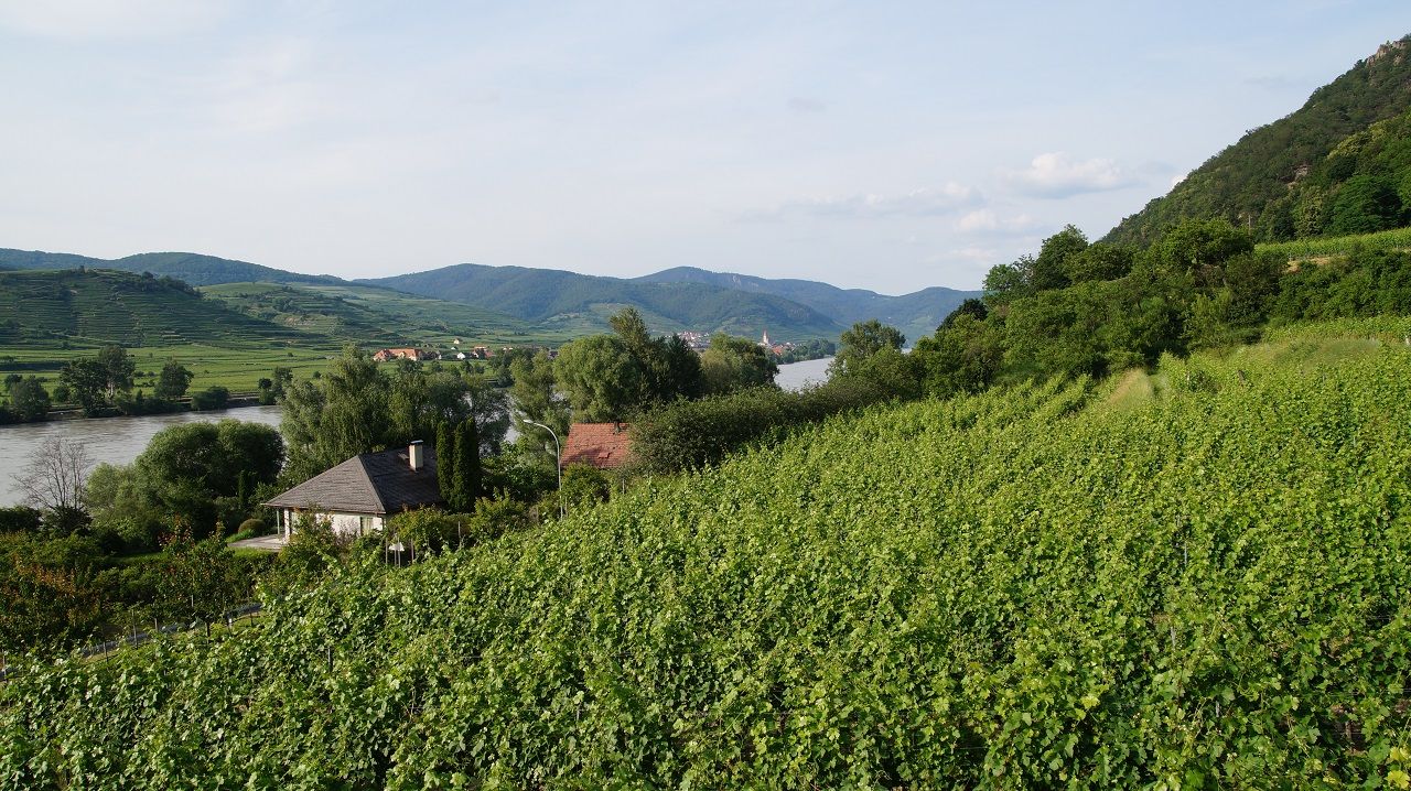 Vineyards with river and mountains in the background.