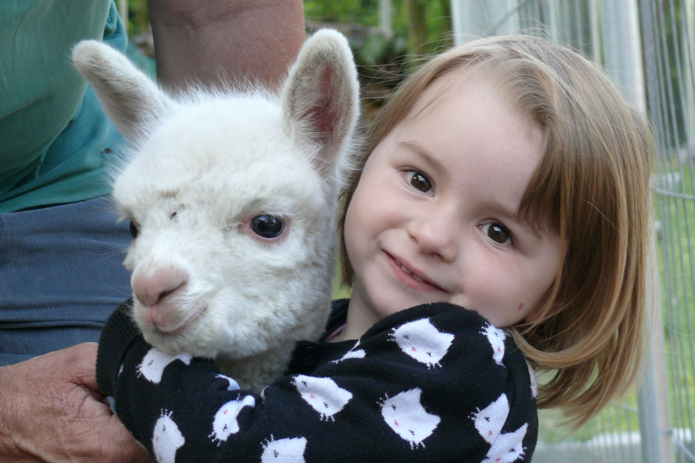 A little girl hugs a white alpaca.