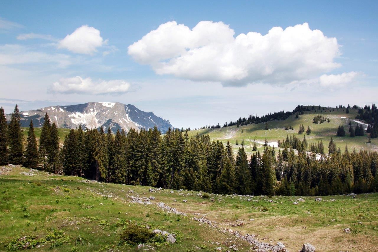 View of the Ötscher from the Feldwiesalm with green meadows, fir trees and snow-covered mountains under a blue sky.