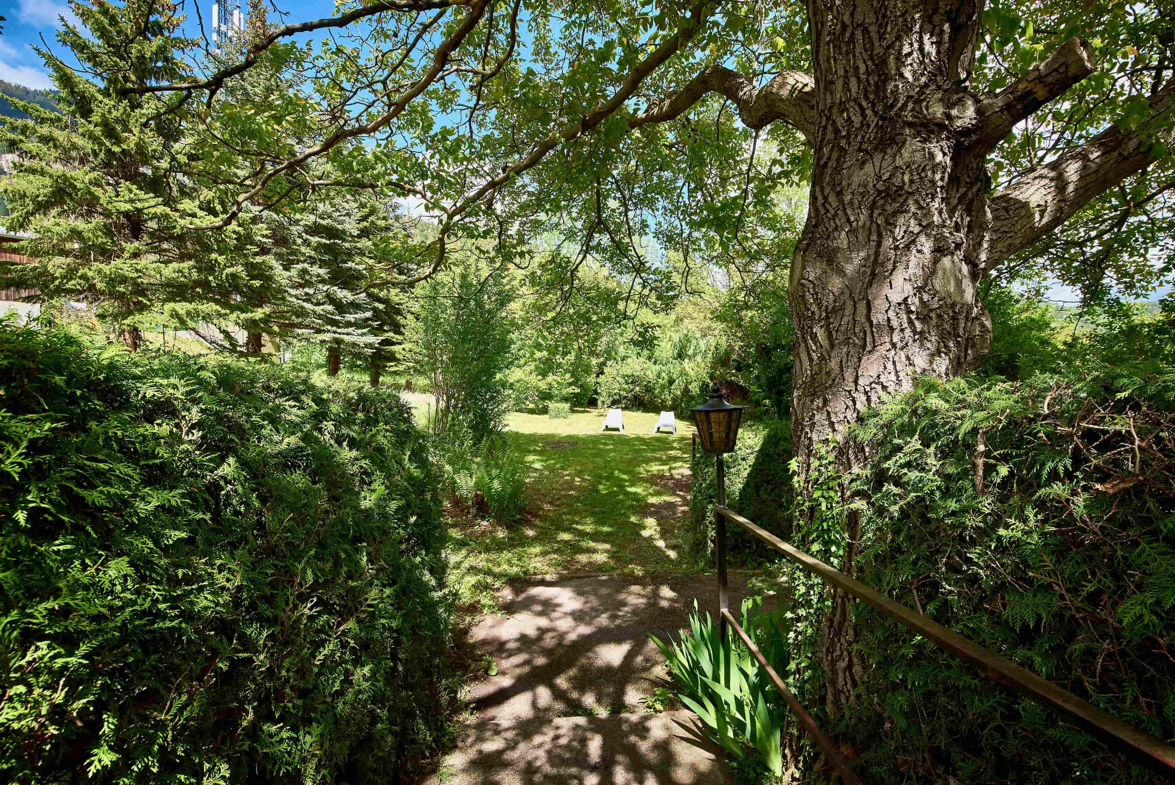 A green garden with trees, shrubs and two sun loungers in the background.
