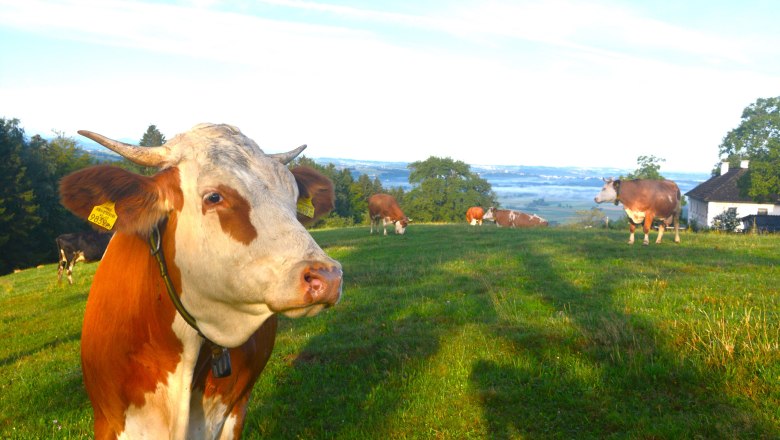 cows-at-organic-farm-haunschmid, © Haunschmid