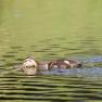 A young duck swims on a pond.
