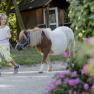Pony leading, &copy; schwarz-koenig.at