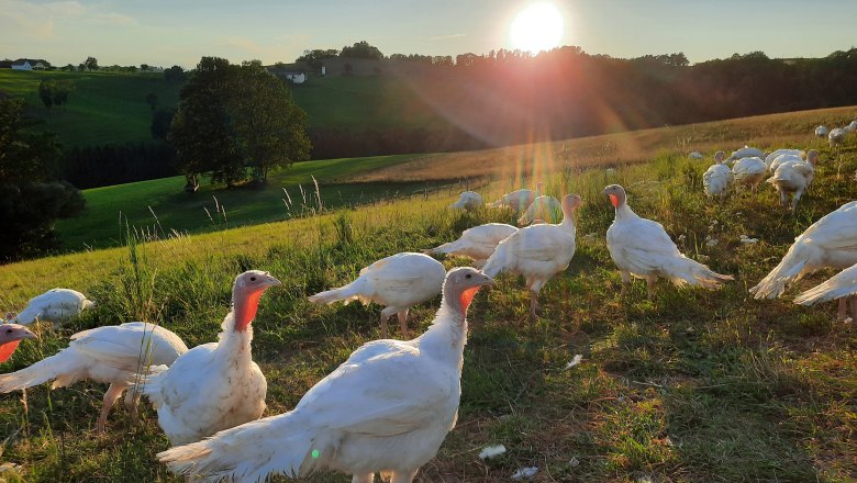 A group of white turkeys on a green pasture at sunset.