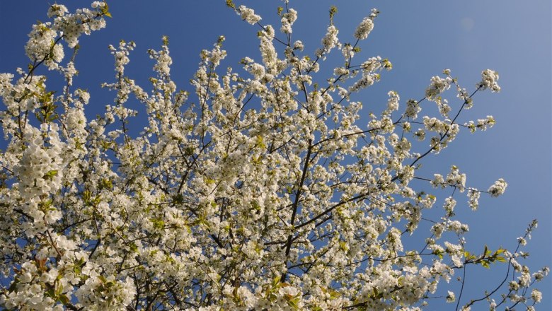 13-garden-cherry-blossom, &copy; Gabriele Prandstetter
