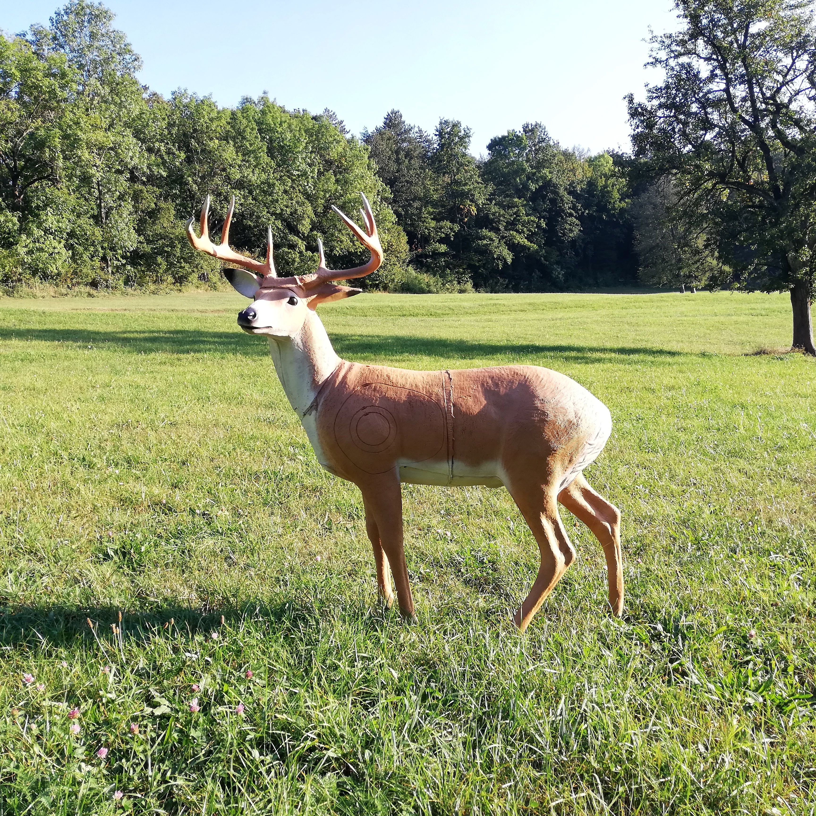 Deer 1