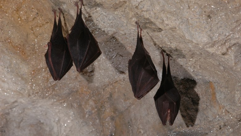 Bats hanging upside down from the ceiling of a cave.