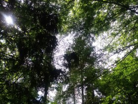 Durch den Wald, &copy; TB Gaming