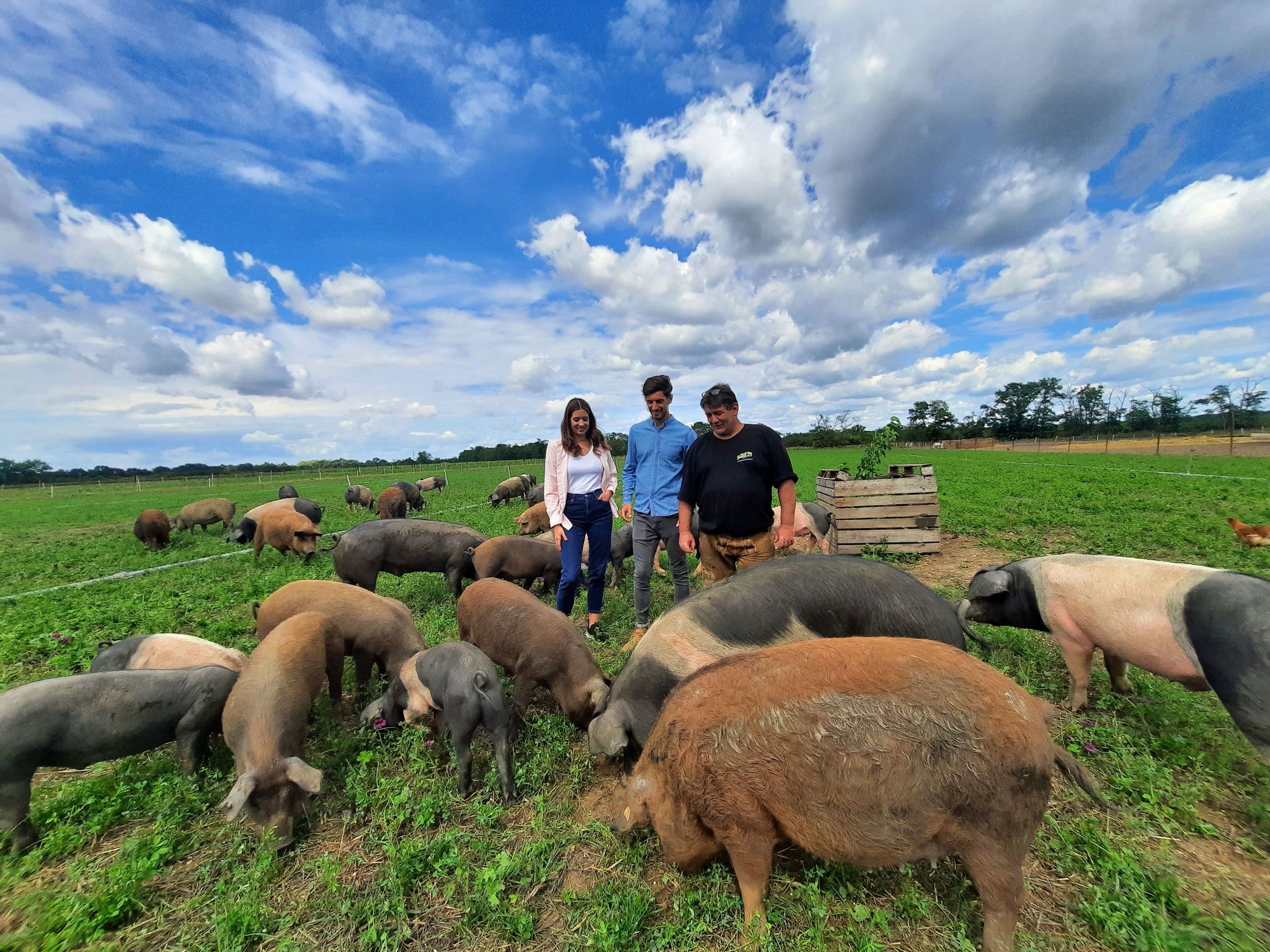 Three people are standing in a green meadow with several pigs. The sky is blue with a few clouds.