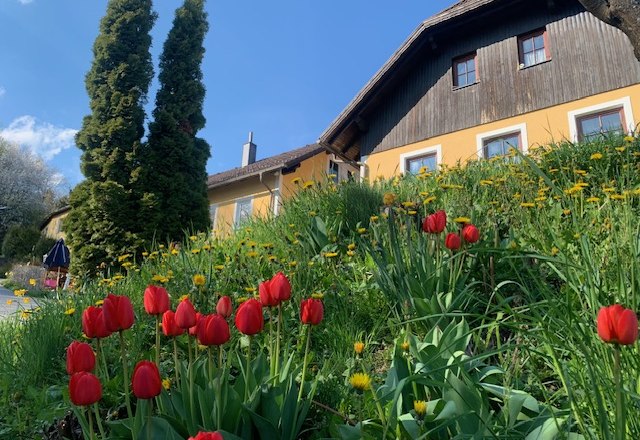PilgerRosenhof, © Sabine Kerschbaumer A yellow house with wooden cladding, surrounded by red tulips and a green meadow under a blue sky.