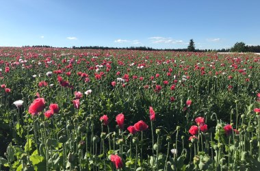 Poppy in Waldviertel, © Niederösterreich Werbung