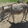 Heini the donkey, © Fam. Himmelmayer